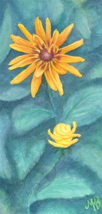 Sunflower Daisy
